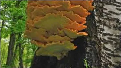 Le polypore soufré est un champignon qui a la particularité d'avoir un goût de viande mais comment est-il surnommé ?