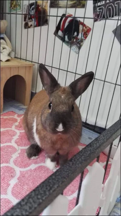 Oreilles bien droites et qui vous font face...