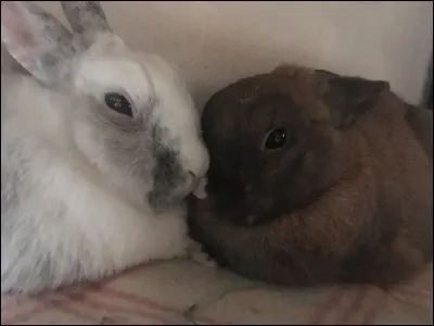 Le lapin dort paisiblement mais ses oreilles sont couchées...