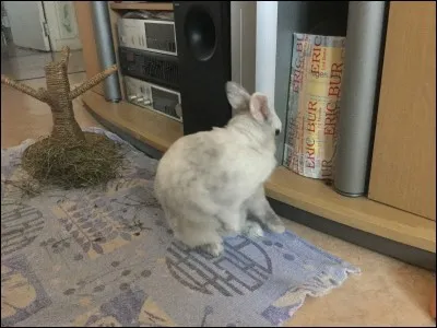 Les lapins couchent leurs oreilles...