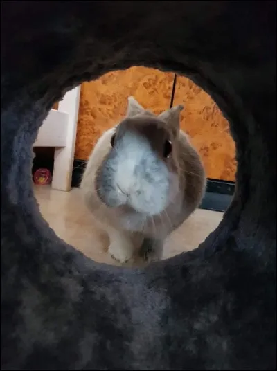 Oreilles couchées, arrière-train et pompon relevés, museau pointé en avant...
