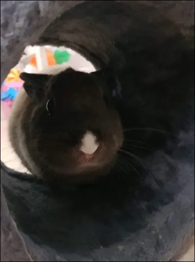 Oreilles couchées, ventre à terre, pompon baissé...