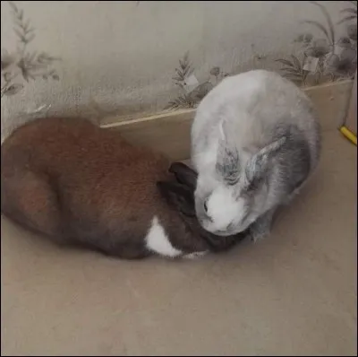 Oreilles couchées, museau en avant posé au sol, et pompon en position normale...