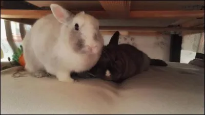 Une oreille couchée et l'autre bien droite...