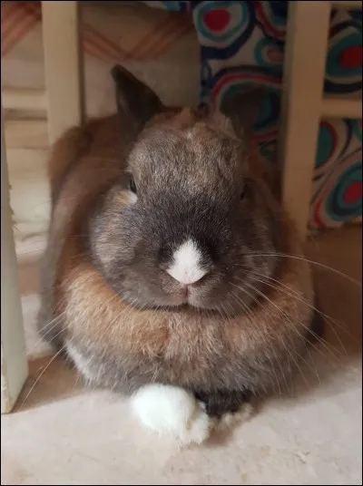 Oreilles couchées mais le reste de la posture du lapin est normale...