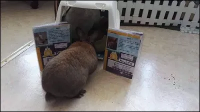 Oreilles bien droites, tournées vers l'avant, museau vers l'avant, corps étiré...