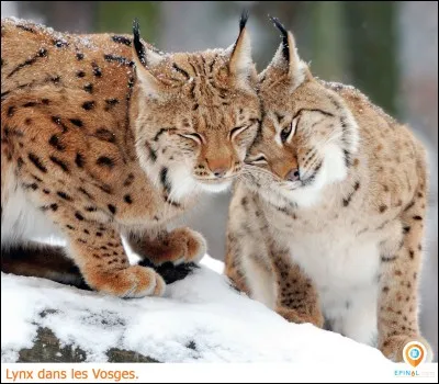 Quel est le meilleur atout du lynx ?