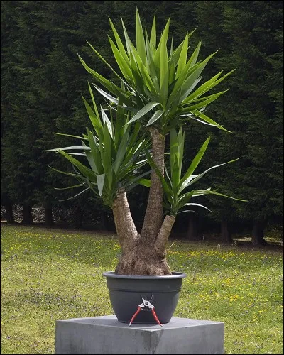 Quel est son nom latin ?