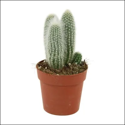 Quel est son nom latin ?