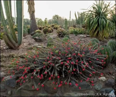 Quel est son nom latin ?