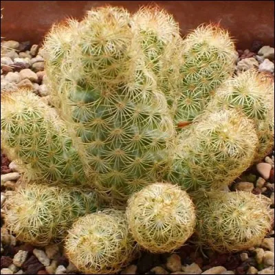 Quel est son nom latin ?