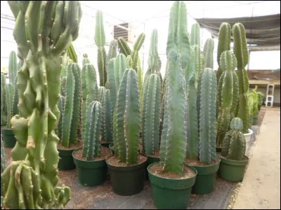 Quel est son besoin en arrosage ?