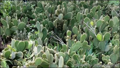 Quel substrat lui convient bien ?