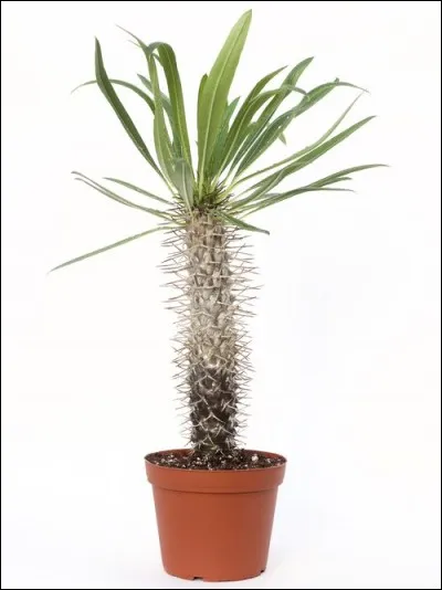 Quelle température lui convient au mieux ?