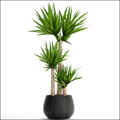 Quel est son besoin en arrosage ?