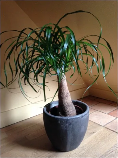 Quel est son nom français ?