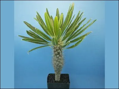 Quel est son nom français ?