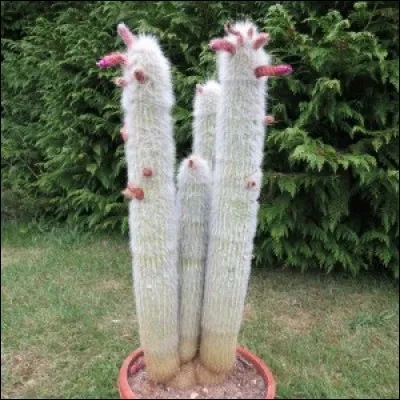 Quel est son nom français ?