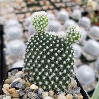 Quel est son nom français ?