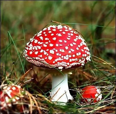 Laquelle de ces propositions ne dsigne pas un champignon ?