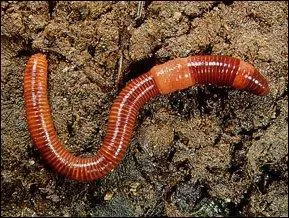 Quel est l'autre nom de ver de terre de nos forts ?