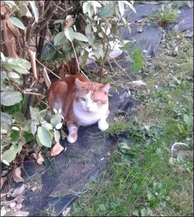 Qui a dit : "Le plus petit des félins est une uvre d'art" ?