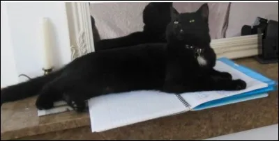 1978 - Quotidiennement, cette dame venait nourrir les félins du cimetière de Montmartre. Un jour, elle se vit jeter hors des murs par les gardiens, car la ville de Paris avait décidé d'euthanasier tous les matous. Mais c'était sans compter sur l'origine de la création d'un des plus beaux mouvements de défense des félins, "L'École du chat", qui naquit à la suite de cette aventure.