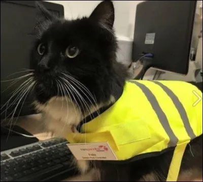 Elle est la coqueluche de la station dans la gare de Huddersfield, comté de West Yorkshire en Angleterre. Quelle est la mission principale de cette petite chatte, prénommée Félix, qui a reçu une nouvelle veste de travail et un badge nominatif après cinq ans de carrière ?