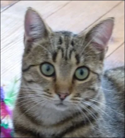 Qui a dit : "Le temps passé avec un chat n'est jamais perdu" ?