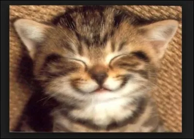 Qui a dit "Dieu a inventé le chat pour que l'homme ait un tigre à caresser chez lui" ?