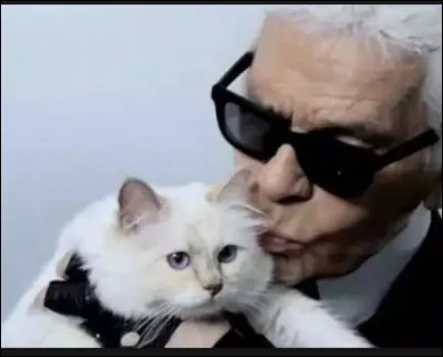 Un clin d’oeil à Karl Lagerfeld qui nous a quittés ce 19 février 2019. « Elle est devenue le chat le plus célèbre du monde, mais aussi le plus riche", avait-il confié à Vanity Fair, en 2015 en parlant de Choupette. Suivie par plus de 120 000 fans sur Instagram, de quelle race est cette somptueuse chatte blanche ?