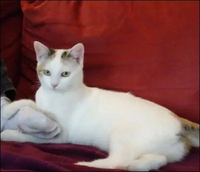 Qui a dit "Si vous êtes digne de son affection, un chat deviendra votre ami mais jamais votre esclave" ?