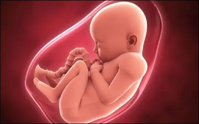Où se situe le foetus lors de la grossesse ?