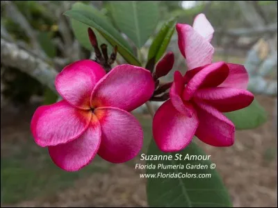 Au cur de quel village, l'aire de production se situe-t-elle ?