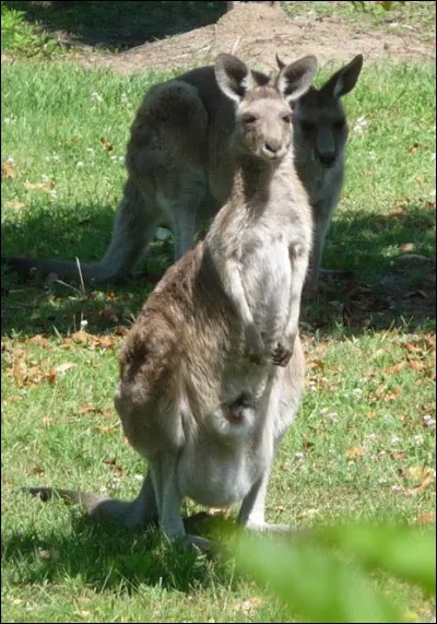 Quels mammif&egrave;res utilisent une poche pour continuer &agrave; aider leur prog&eacute;niture &agrave; se d&eacute;velopper apr&egrave;s la naissance ?