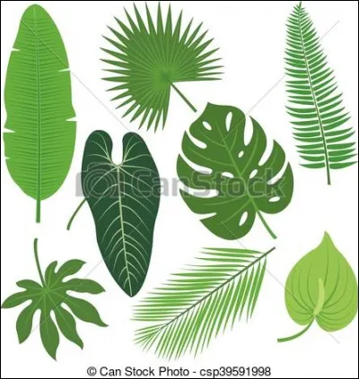 Quel est le rev&ecirc;tement cireux sur les feuilles des plantes ?