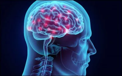 Quelle partie du cerveau contr&ocirc;le la faim ?