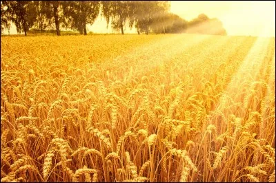 En mars, Marseille est le théâtre d'émeutes de subsistance dues à l'augmentation du prix d'une céréale. Laquelle ?