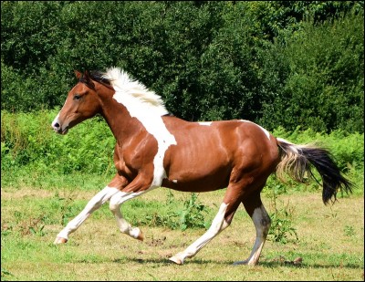 Comment s'appelle un cheval possédant 2 à 3 couleurs en grosses tâches ?