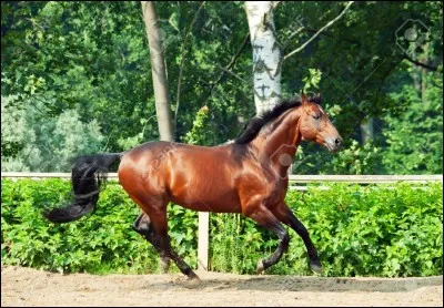 Quelle est la robe de ce cheval ?