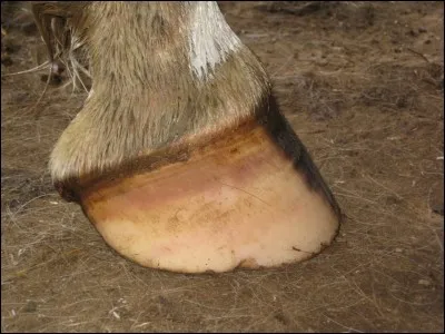 Quelle partie du sabot n'existe pas ?