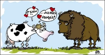 Au Texas, il est interdit de tirer sur un bison depuis le 2e étage d'un hôtel !