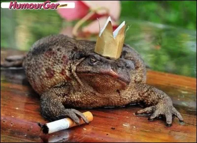 Los Angeles n'autorise pas le léchage de crapauds !