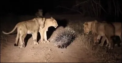 Louisiane : Les relations sexuelles avec un porc-épic sont illégales !