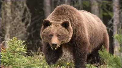 C'est un cousin du grizzly.