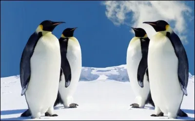 Dans quel hémisphère vit le pingouin ?
