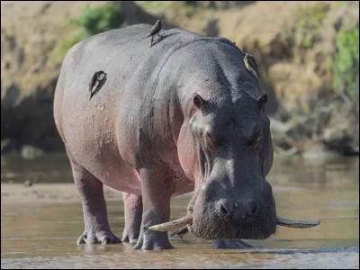 Combien pèse un hippopotame amphibie ?