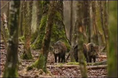 Année : 2001
Genre : Science-fiction 
Personnages : Pete, Henry, Jonesy, Beaver.
Indices : Quarantaine, trisomie, militaire, extraterrestre. 
Quel est ce livre ?