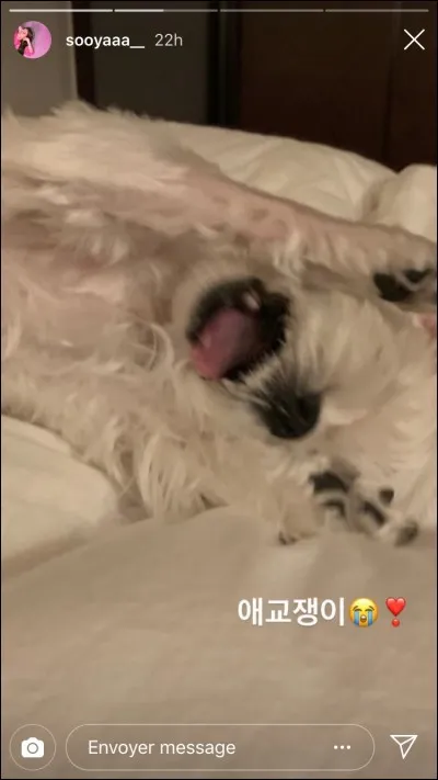 À qui appartient le chien sur la photo ?