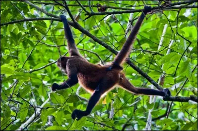 Si je vous dis « Plus singe qu'araignée », vous répondez :